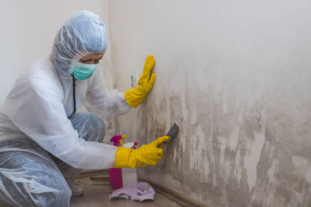 Best Black Mold Removal  in Kentland, IN