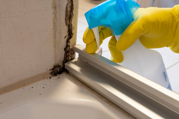 Best Office Mold Removal Services  in Kentland, IN