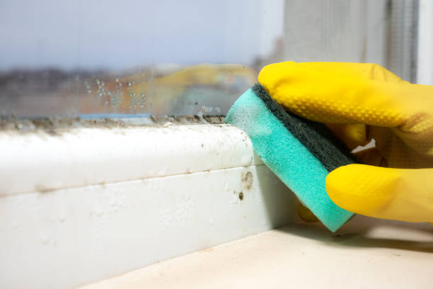 Best Commercial Mold Removal  in Kentland, IN