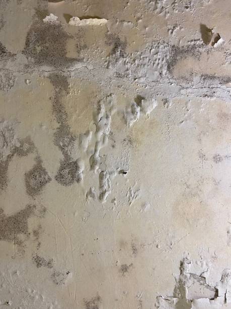 Best Attic Mold Removal  in Kentland, IN
