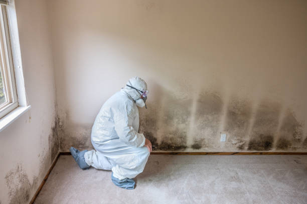 Best Commercial Mold Removal  in Kentland, IN